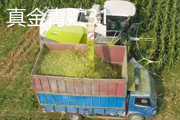 青贮玉米与普通玉米的区别，株型、用途、收获期都不同
