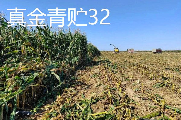 青贮玉米与普通玉米的区别，株型、用途、收获期都不同