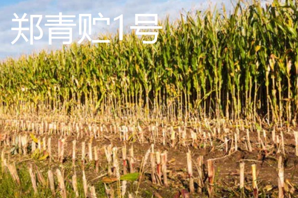 青贮玉米与普通玉米的区别，株型、用途、收获期都不同