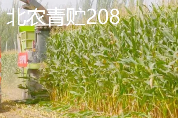 青贮玉米与普通玉米的区别，株型、用途、收获期都不同