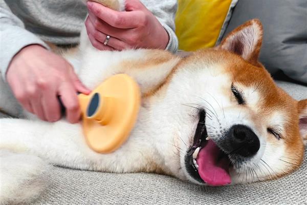 狗狗秋季换毛怎么护理，经常梳理皮毛会更加顺滑