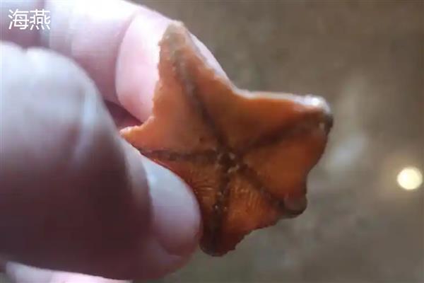 海星怎么吃，以下烹饪方法值得尝试
