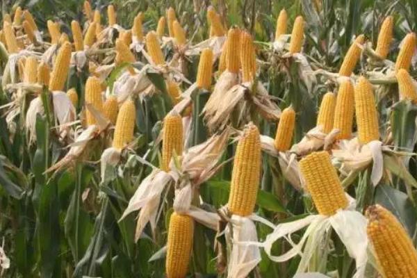 D1493玉米种子简介,中抗腐霉茎腐病