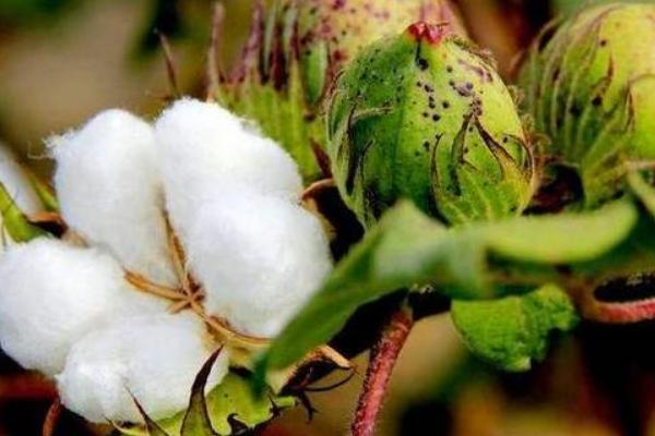 中植棉22号棉花种子简介，喷洒果盛防治棉铃虫4~5次