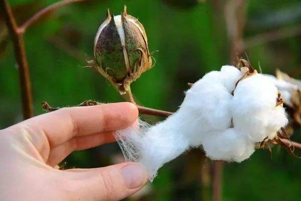 华新718棉花种子简介，亩保苗密度1.4-1.5万株