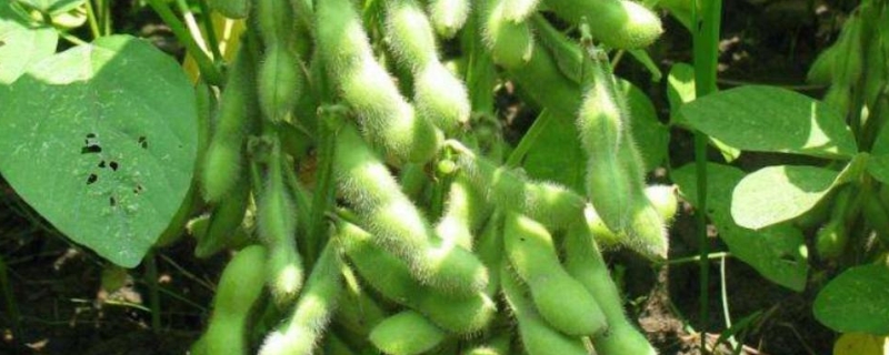 丹豆29大豆种子特点，高抗Ⅲ号株系