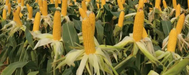 强硕78玉米种子简介，基肥应每亩施40千克