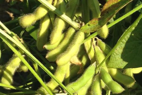 丹豆29大豆种子特点，高抗Ⅲ号株系