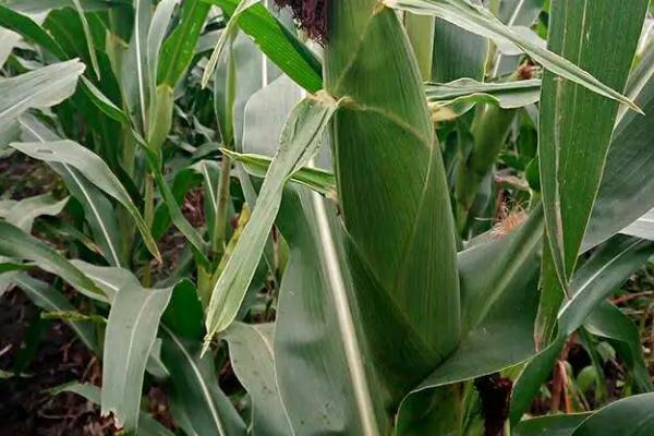 DG2301玉米种子特征特性,基肥应每亩施50千克
