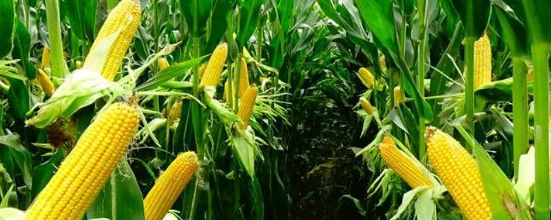 洮玉9180玉米种子简介，4月中旬播种