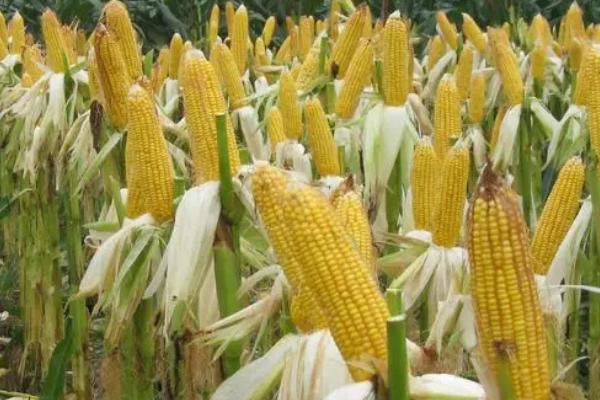 霖泽335玉米品种的特性，出苗至成熟135天
