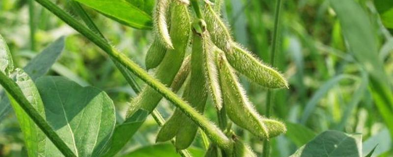 星农48大豆种子介绍，普通大豆品种