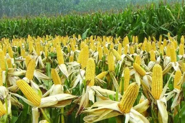 DG2301玉米种子特征特性,基肥应每亩施50千克