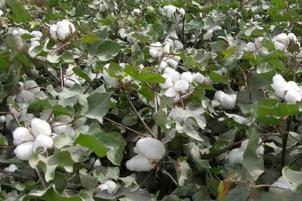 华新718棉花种子简介，亩保苗密度1.4-1.5万株