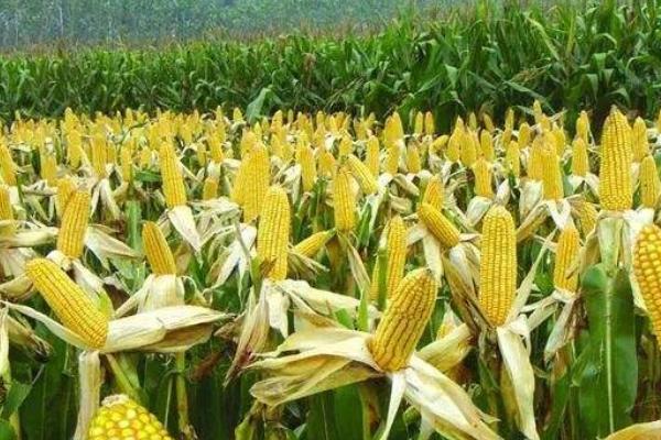 强硕78玉米种子简介,基肥应每亩施40千克