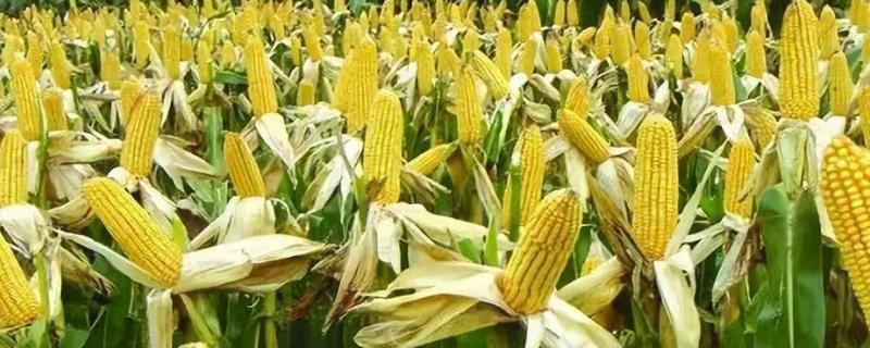 华盛276玉米种子特点，密度5000株/亩左右