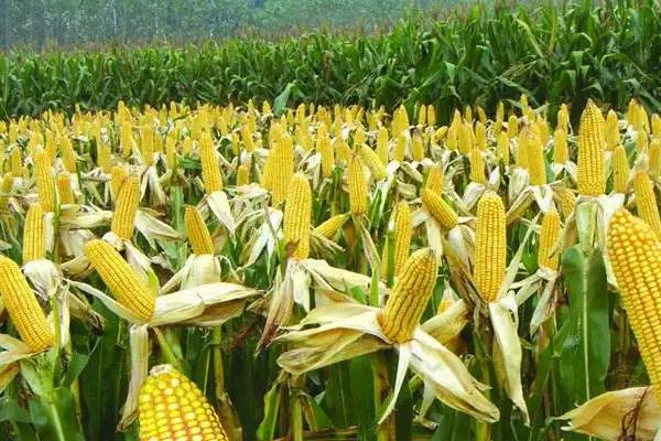 金华创852玉米种子特征特性,密度4500~5000株/亩