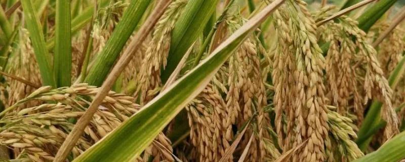 应两优明悦丝苗水稻品种简介，秧田播种量每亩12.0千克