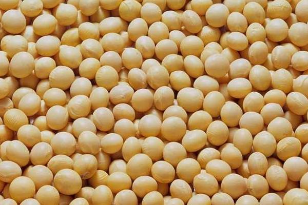 圣豆175大豆品种简介,中抗花叶病毒病3号株系