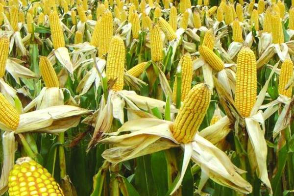 GS717玉米种子介绍,适宜播种期4月下旬至5月上旬