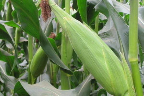 华盛276玉米种子特点,密度5000株/亩左右
