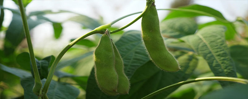 圣豆175大豆品种简介，中抗花叶病毒病3号株系