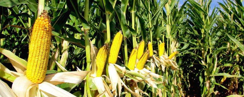 登海2335玉米品种的特性，适宜播种期4月下旬至5月中旬