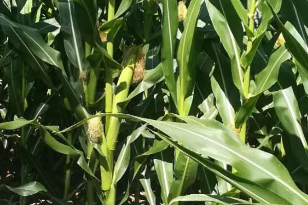 登海2335玉米品种的特性，适宜播种期4月下旬至5月中旬