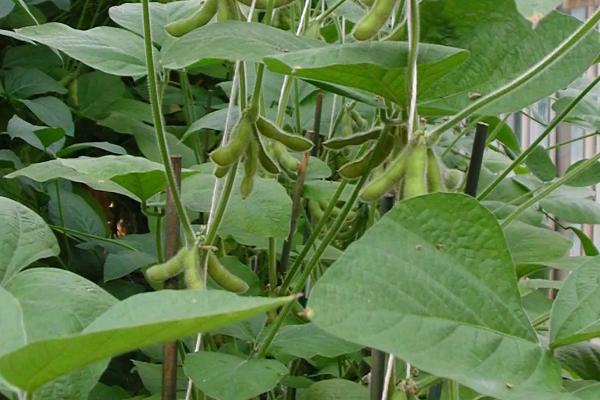 圣豆175大豆品种简介,中抗花叶病毒病3号株系