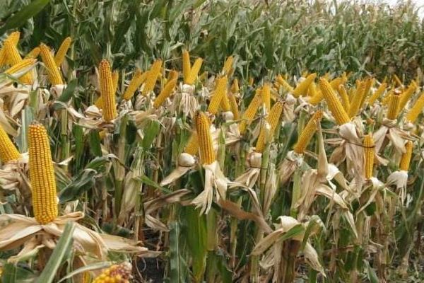 华盛276玉米种子特点,密度5000株/亩左右