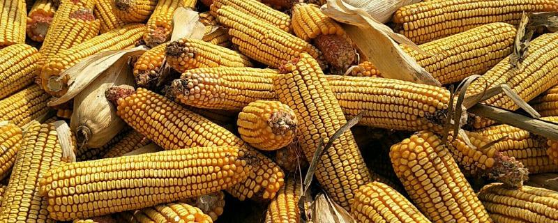 中糯503玉米种子特点，密度3500株/亩左右