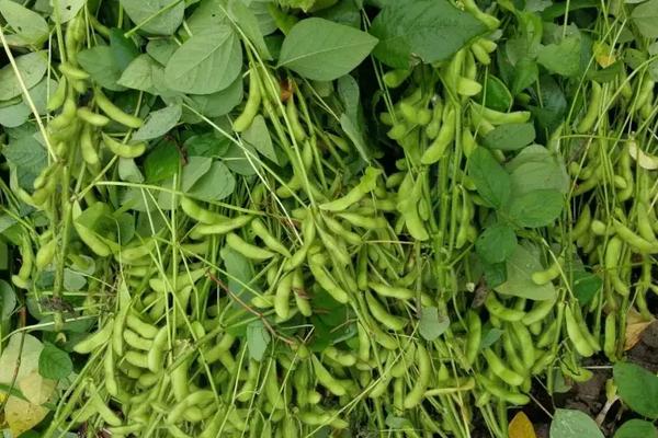 黑农110大豆种子特征特性,适时防治虫害