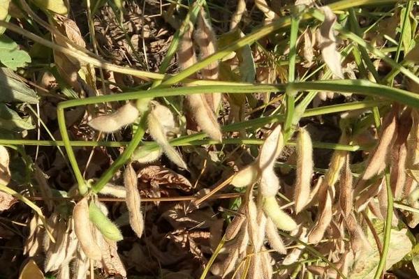 黑农110大豆种子特征特性,适时防治虫害