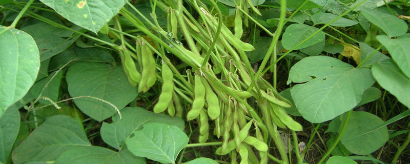 龙豆13大豆品种的特性，生育期间喷施叶面肥1～2次