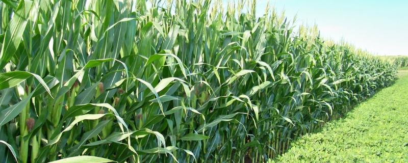 ZD391玉米种子特征特性，种植密度不宜过大