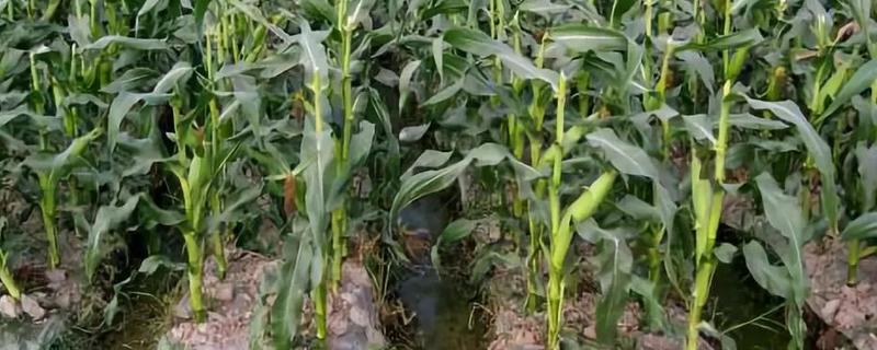 丰禾2303玉米种子特征特性，种植密度不宜过大