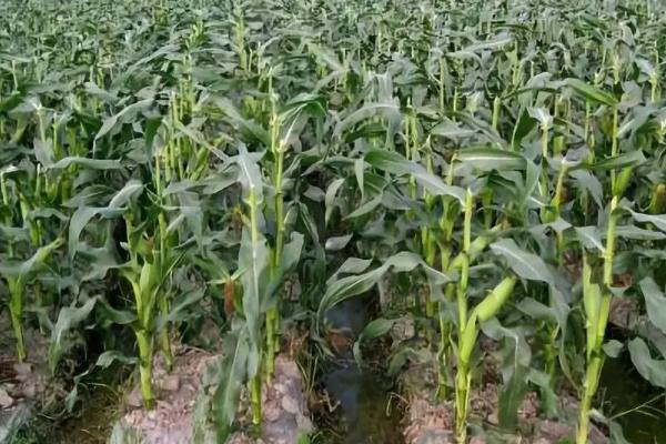 葫新2618玉米种子特点，中抗茎腐病（≤9.4%）