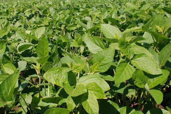 沃豆40大豆品种的特性,选择中等以上肥力地块种植