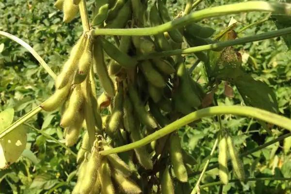 庆特5号大豆品种简介,生育期间喷施叶面肥2~3次