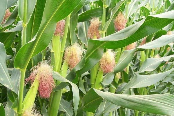 和丰汇9825玉米种子简介，中抗茎腐病(≤24.0%)
