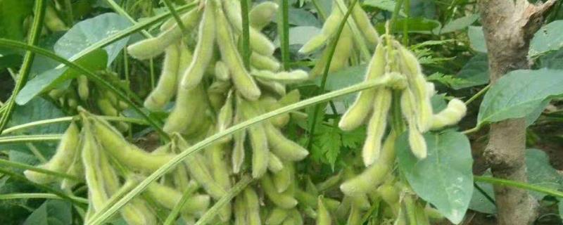 北源21大豆品种简介，生育期间喷施叶面肥2～3次