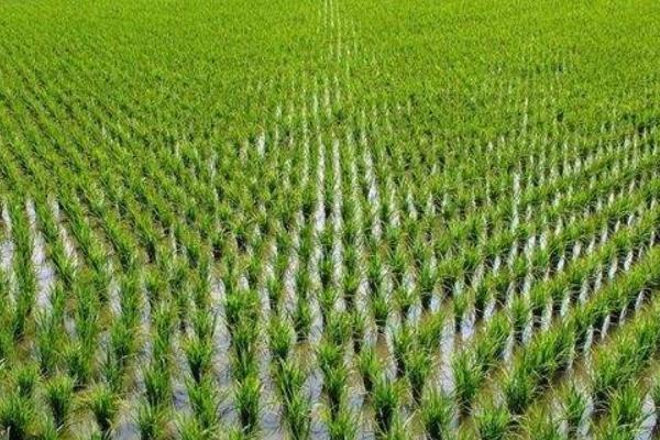 晶康两优3046水稻品种简介,籼型两系杂交中稻迟熟品种