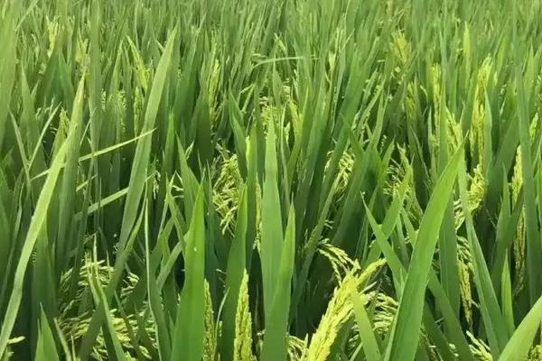 晶康两优3046水稻品种简介,籼型两系杂交中稻迟熟品种