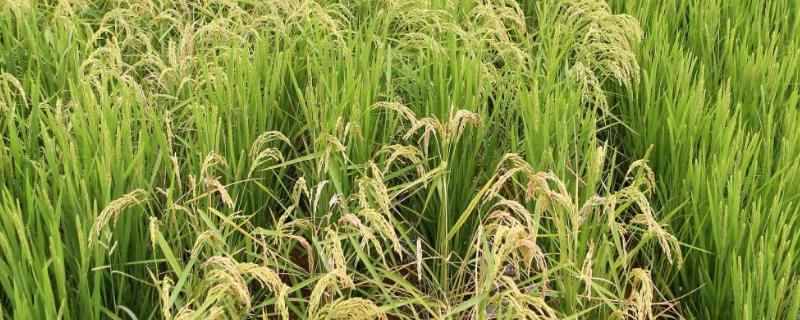 香夏两优9号水稻品种的特性，全生育期120.2天