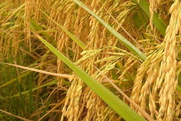 香夏两优9号水稻品种的特性,全生育期120.2天