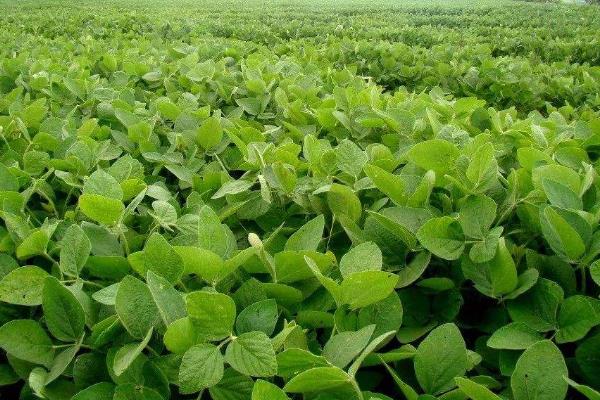 克豆97大豆品种的特性,在适应区5月7日左右播种