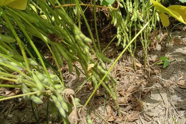 克豆97大豆品种的特性,在适应区5月7日左右播种