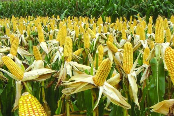 万鲜甜6939玉米种子特征特性,适宜播种期3月上旬至4月下旬