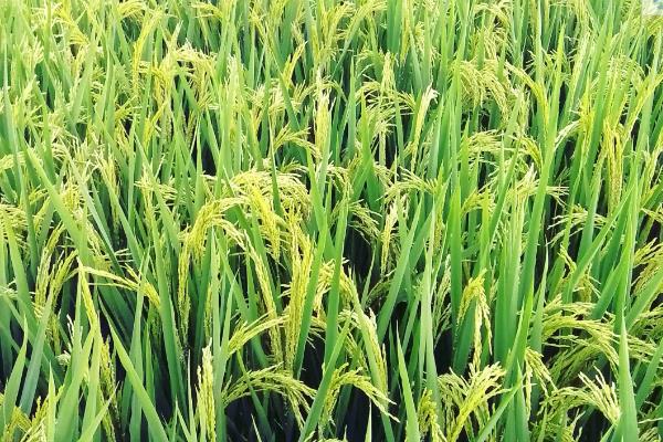 之两优6号水稻品种的特性，秧田播种量每亩15.0千克