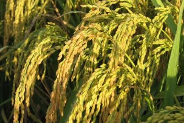 香夏两优银香丝水稻品种简介，感温籼型两系杂交水稻品种